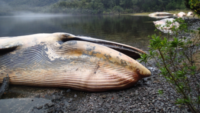 Hecho fue detectado en el Golfo de Penas, en la Región de Aysén. (Foto: Vreni Häussermann, Centro Científico Huinay).