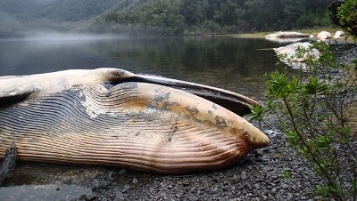 La muerte de las ballenas habría ocurrido en mar abierto, de acuerdo a las conclusiones científicas (Foto: Vreni Häussermann).