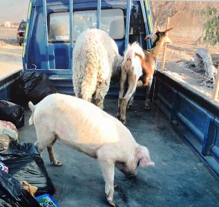 En la imagen se observa a parte de los animales que fueron cargados en el vehículo robado.