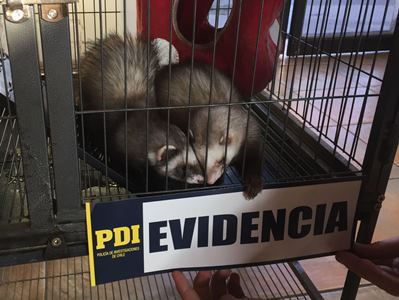 Se lograron recuperar dos hurones entre las especies. Foto PDI.