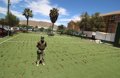 En el terreno estaban plantadas un total de 1.253 plantas de marihuana.