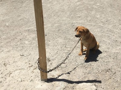 En estas condiciones fueron encontrados los perros, se indaga si la conducta del dueño era habitual y el tiempo que los mantenía encadenados.