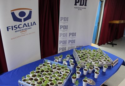 Las plantas estaban dispuestas de manera individual y contaban con un sistema de regadío automático.