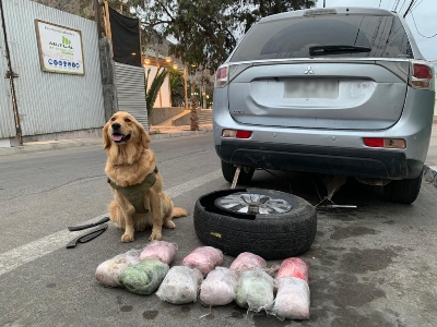 La droga fue detectada por el ejemplar canino del OS-7.  