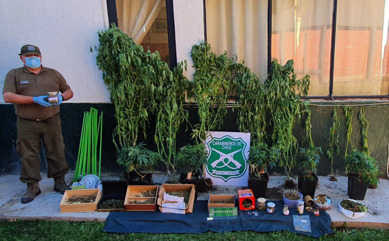 Carabineros incautó plantas y cerca de 700 gramos de marihuana elaborada, según explicó el fiscal Aquiles Cubillos. 