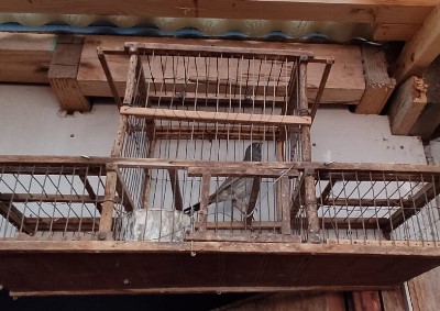 Las aves se mantenían en jaulas de este tipo en el domicilio denunciado. 