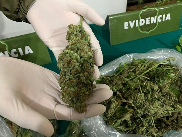 Cannabis incautada tras operativo policial