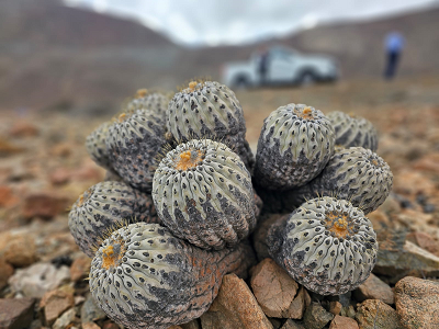 La zona de Taltal posee especies que no se encuentran en ningún otro lugar del mundo.