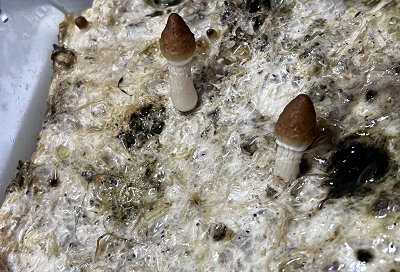 Los hongos eran cultivados en cajas de plástico.