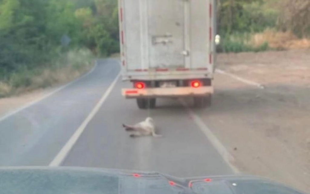 Maltrato animal La Calera