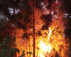 Delitos Contra el Medio Ambiente y Patrimonio Cultural