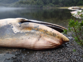 Hecho fue detectado en el Golfo de Penas, en la Región de Aysén. (Foto: Vreni Häussermann, Centro Científico Huinay).
