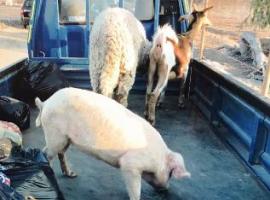 En la imagen se observa a parte de los animales que fueron cargados en el vehículo robado.