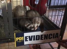 Se lograron recuperar dos hurones entre las especies. Foto PDI.