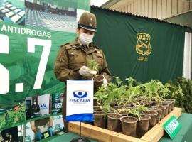 Más de 7 mil plantas de marihuana fueron enontradas en Tegualda, comuna de Fresia, en mayo de 2019 (archivo).