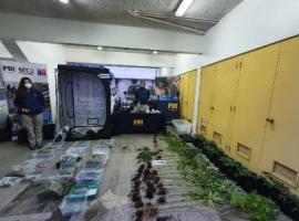 Incautación de droga encontrada en invernaderos fue realizada por MT-O PDI Castro (foto gentileza PDI).