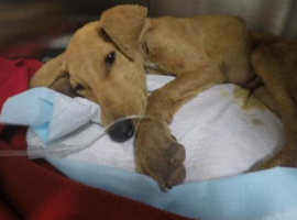 El can "Weichafe" presentaba un grave cuadro de desnutrición y deshidratación, además de otras graves lesiones.