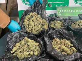 En este procedimiento, además de marihuana, se incautó clorhidrato de cocaína y MDMA, sumado a balanzas digitales y dinero. 