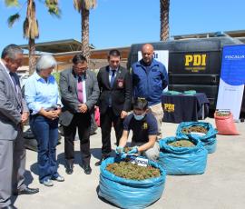 Punitaqui: Fiscalía y PDI golpean ganancias de productores de narcocultivos