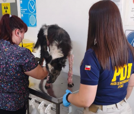 Perro quedó internado tras grave caso de maltrato animal en Antofagasta