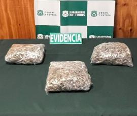 Fiscalía de Chillán obtiene prisión preventiva para conductor que traficaba 3 kilos de marihuana y que fue detenido en la Ruta 5 Sur
